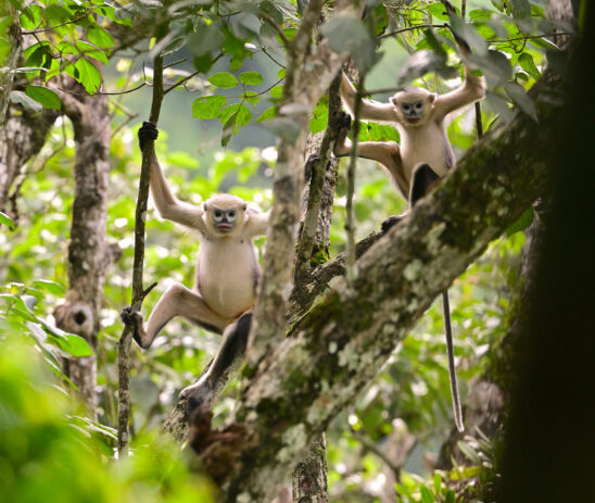 Conserving the critically endangered Tonkin snub-nosed monkey in Vietnam